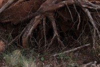 /album/fotogaleria-vias-verdes-mancha-real-jaen-1/img-3149-jpg/