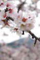 /album/almendros-/img-0277-jpg/