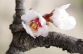 /album/almendros-/img-0305-jpg/
