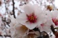 /album/almendros-/img-2422-jpg/
