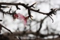 /album/almendros-/img-2474-jpg/