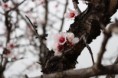 /album/almendros-/img-2491-jpg/