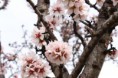 /album/almendros-/img-2460-jpg/
