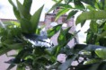 /album/visita-a-la-guardia-/img-4997-jpg/